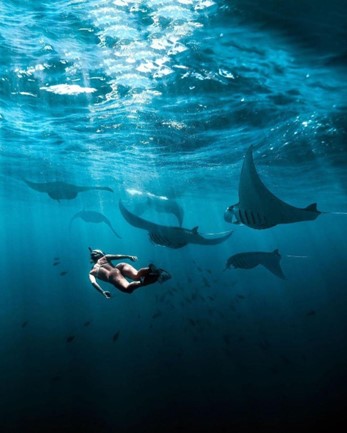 Snorkeling with the Manta Rays